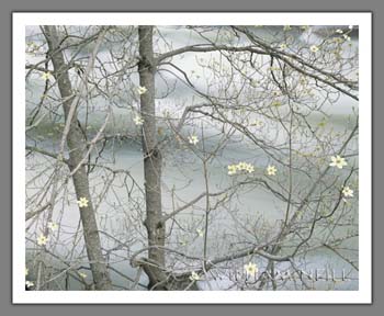 dogwood-tree-blooming