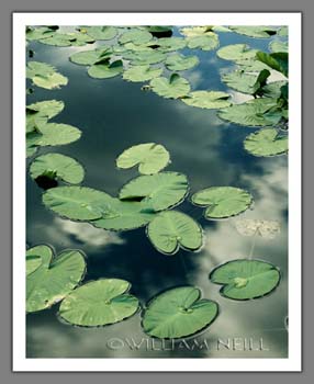 lily-pads-siesta-lake